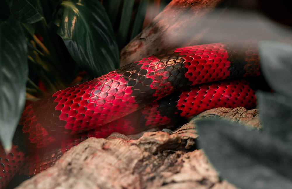 Come distinguere lo Spirito Santo dal Serpente